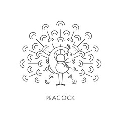 Peacock outline icon