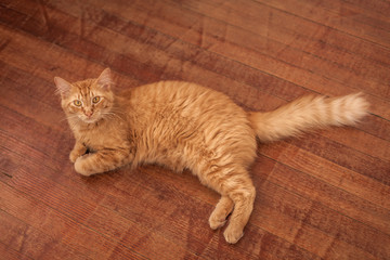 orange  american domestic cat 