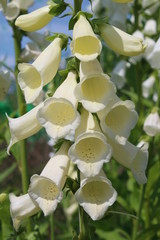 Close up of creamy white foxglove digitalis flower stems, plants growing tall in garden border with greenery in Summer © Carmina