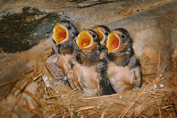 Swallow Birdlings with Open Beaks