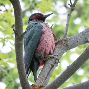 lewis's woodpecker sitting in a tree