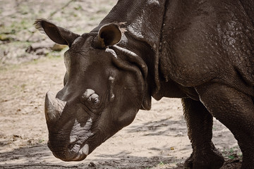 Fototapeta premium Portrait of Rhinoceros