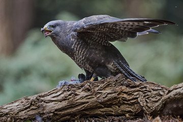 Common buzzard eating in the forest in the Netherlands