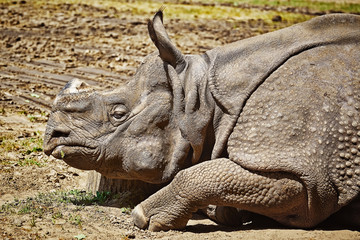 Fototapeta premium Portrait of Rhinoceros