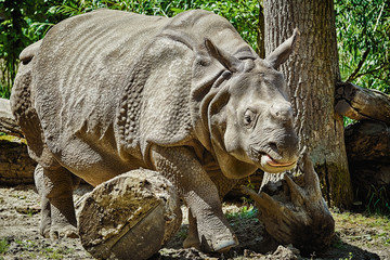 Obraz premium Rhinoceros (Diceros Bicornis)