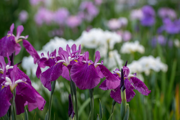 花菖蒲の咲く庭には小雨が降り出した、満開でとても美しい