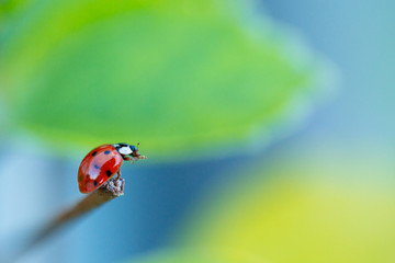 Coccinellidae in the Garden