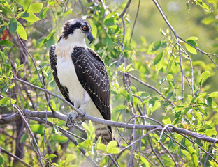 osprey sitting on a branch looking down into a pond