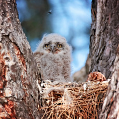 great horned owlets