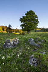 Morgenstimmung im Hotzenwald