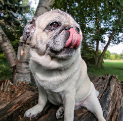 an adorable pug sitting in a park