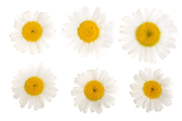 chamomile or daisies isolated on white background. Top view. Flat lay