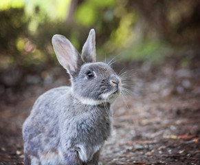 a cute little bunny eating leaves in a local park toned with a retro vintage instagram filter...