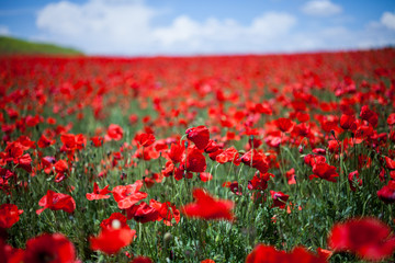 poppies field