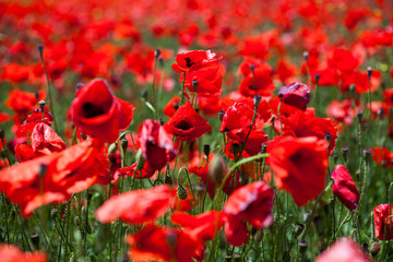 poppies field