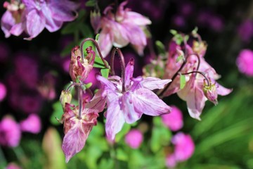 Pale purple columbine flowers bloom in early summer