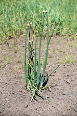 Onion seeds are bloom at the field, perennials, housekeeping