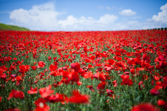 poppies field © ManuPadilla