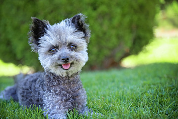 senior grey poodle laying on the grass panting in the shade