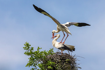 Weißstörche bei der Paarung 9