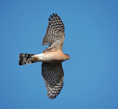 beautiful coopers or sharp shinned hawk flying above