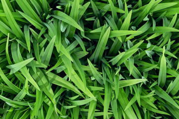 Green leaves of lily of the valley flower top view. Spring time.