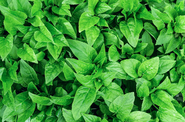 Melissa flower (lemon balm) leaves top view.