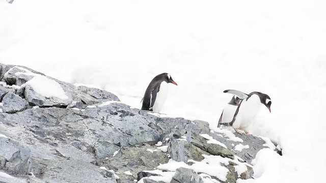 Gentoo Penguins on the bech