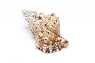 Seashell isolated on the white background.