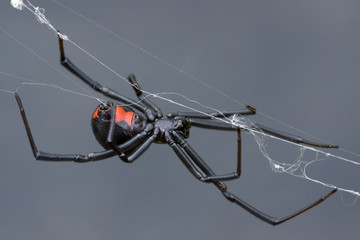 Female Black Widow Spider - obrazy, fototapety, plakaty