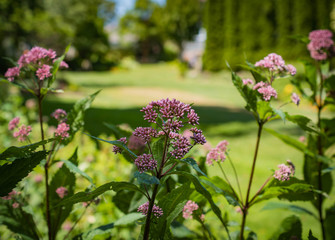 Spring in Full Bloom 