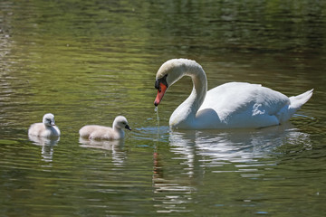 mother swan with two cygnets swimming in a river