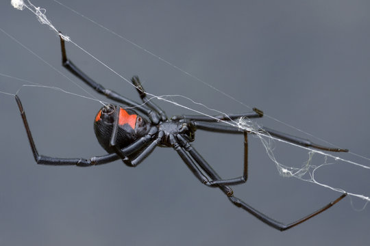 Female Black Widow Spider