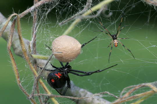 Black Widow Spider Family - Female, Male, Egg sac