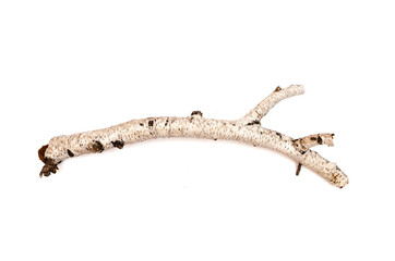 Birch branches isolated on white background. Natural decoration elements.