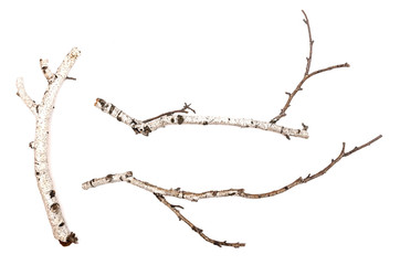 Birch branches isolated on white background. Natural decoration elements.