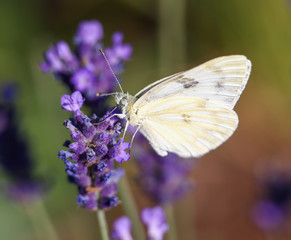 cabbage butterfly feeding on nectar