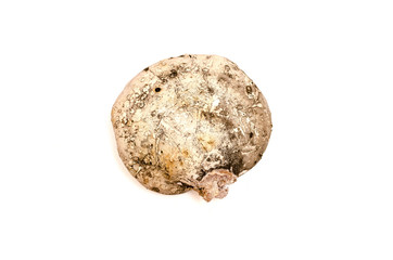 Wood mushroom (shelf fungus) isolated on white background.