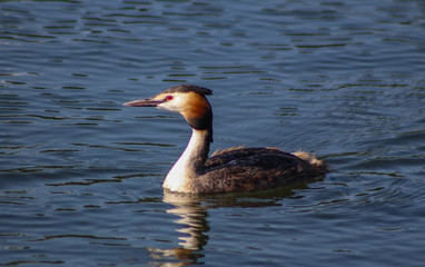 aduly grebe