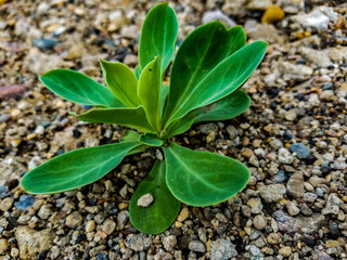 Life in the Gravel