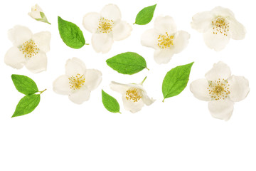 jasmine flower decorated with green leaves isolated on white background closeup with copy space for...