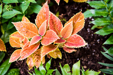 Large Bright Orange and Pink Leaf Plant