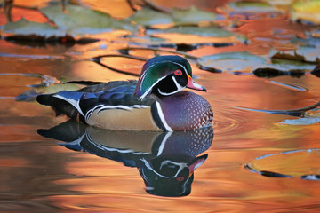 beautiful and colorful wood duck in a natural setting environment