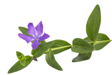 Blue flower of periwinkle, lat. Vinca, isolated on white background