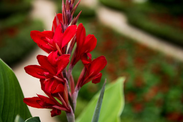 Red Flower Closeup in Rose Garden