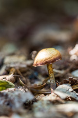 single light brown mushroom on the wood chip filled ground inside forest