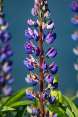 blue lupin