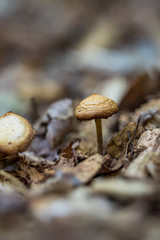 close up of tiny brown mushrooms grow on rocky ground
