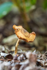 tiny brown mushroom on the ground
