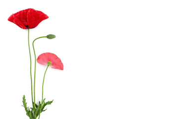 red poppy flower isolated on white background with copy space for your text